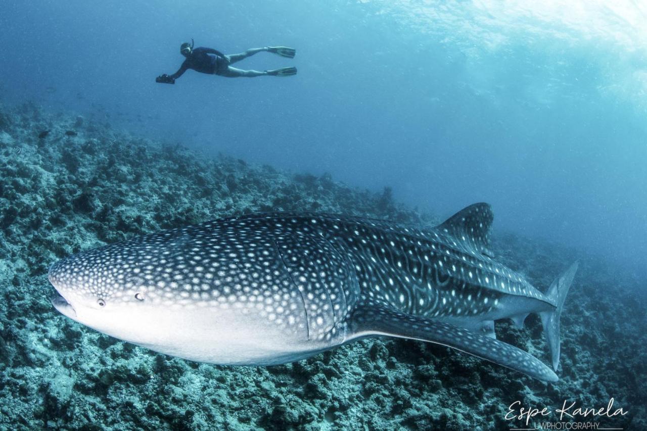 South Ari Dive Center Otel Dhangethi Dış mekan fotoğraf