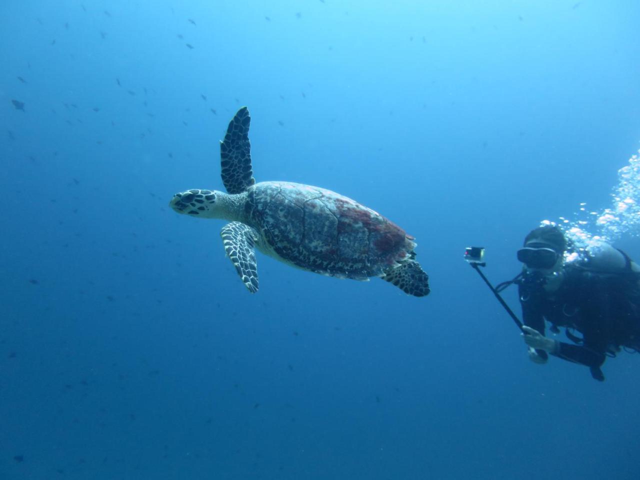 South Ari Dive Center Otel Dhangethi Dış mekan fotoğraf