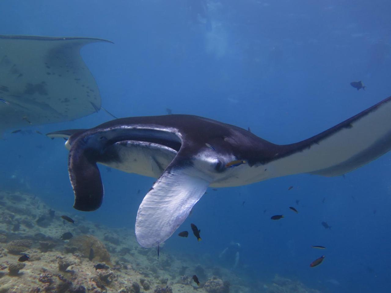 South Ari Dive Center Otel Dhangethi Dış mekan fotoğraf