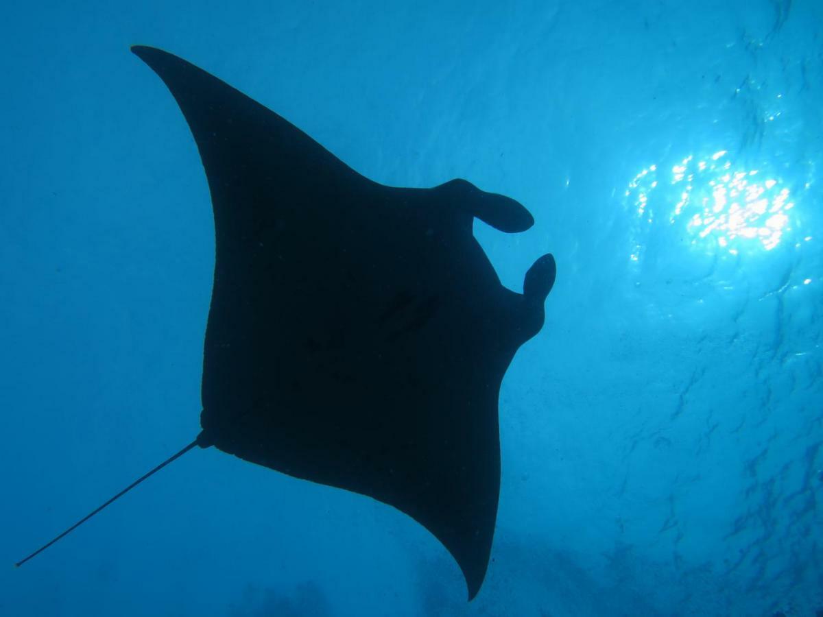 South Ari Dive Center Otel Dhangethi Dış mekan fotoğraf